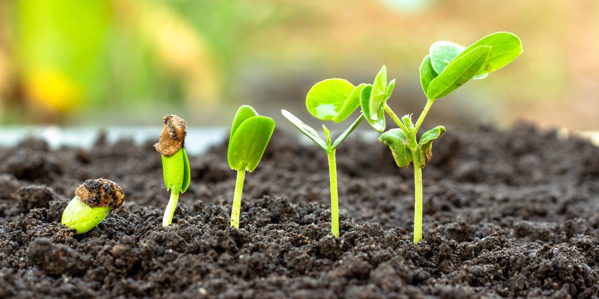 Bioinsumos e Agricultura Sustentável: O Futuro Começa no AgNest